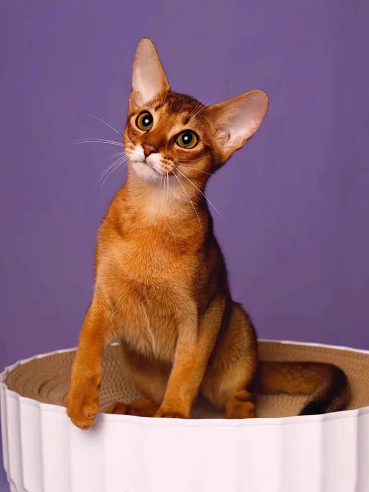 猫舍直销,批发价出售,阿比西尼亚